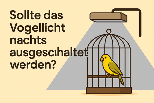 Sollte man das Licht für Vögel nachts ausschalten?